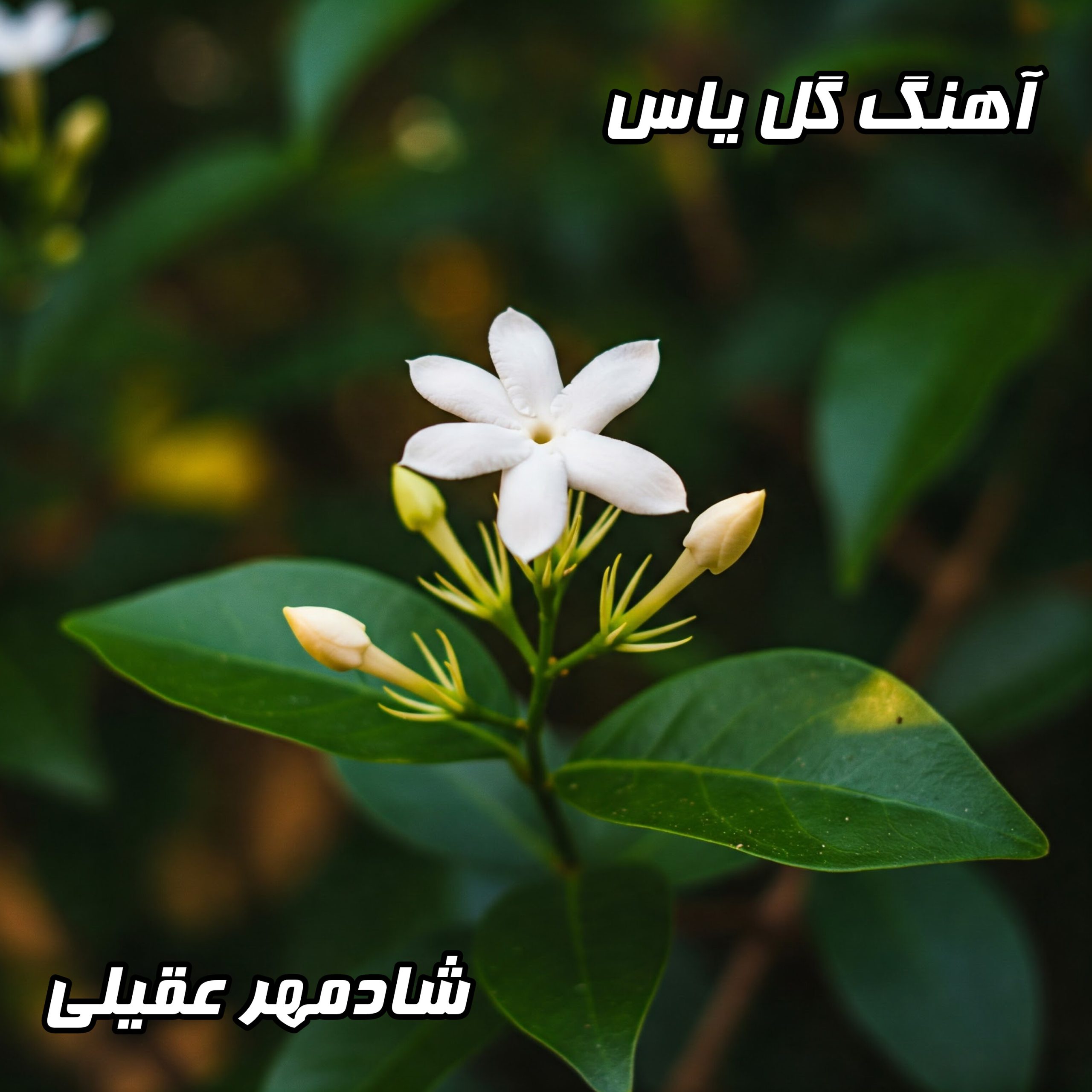 دانلود آهنگ گل یاس شادمهر عقیلی با کیفیت 320 و متن کامل ترانه