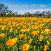 دانلود آهنگ قدیمی و خاطره‌انگیز «گل زرد» با صدای گرم لیلا فروهر 🎤