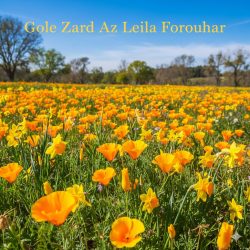 دانلود آهنگ قدیمی و خاطره‌انگیز «گل زرد» با صدای گرم لیلا فروهر 🎤